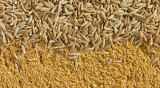 Top Offer Quality Cumin Seed